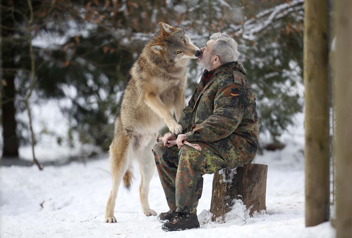 Mongolian Wolf Heiko Licks The Mouth Of Researcher Werner Freund