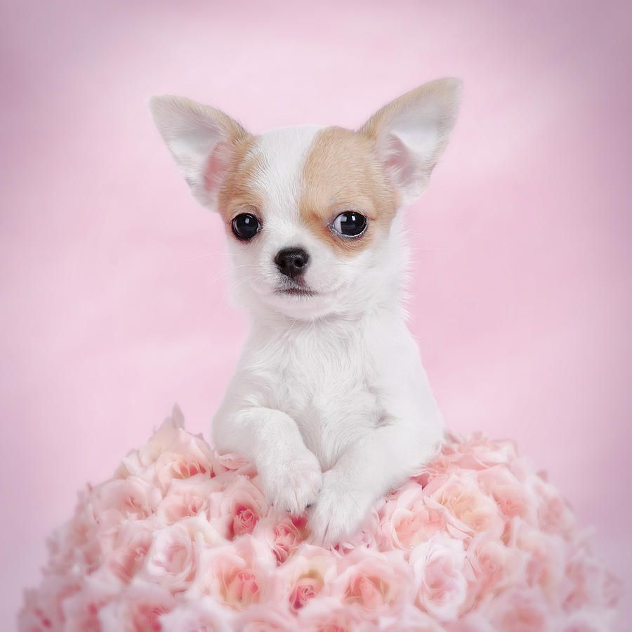 Chihuahua Puppy Portrait Photograph Chiwawa Dog Image