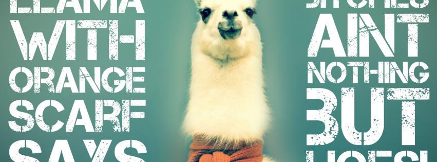 Animals Funny Llama HD Wallpaper Humour