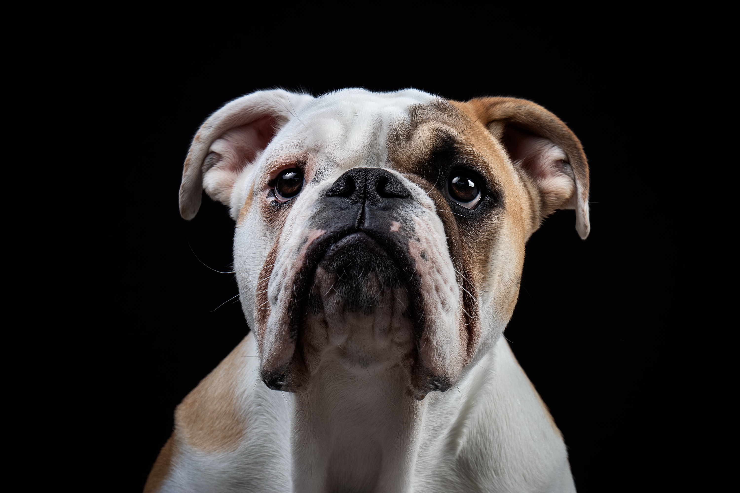 Dog Animal English Bulldog HD Wallpaper