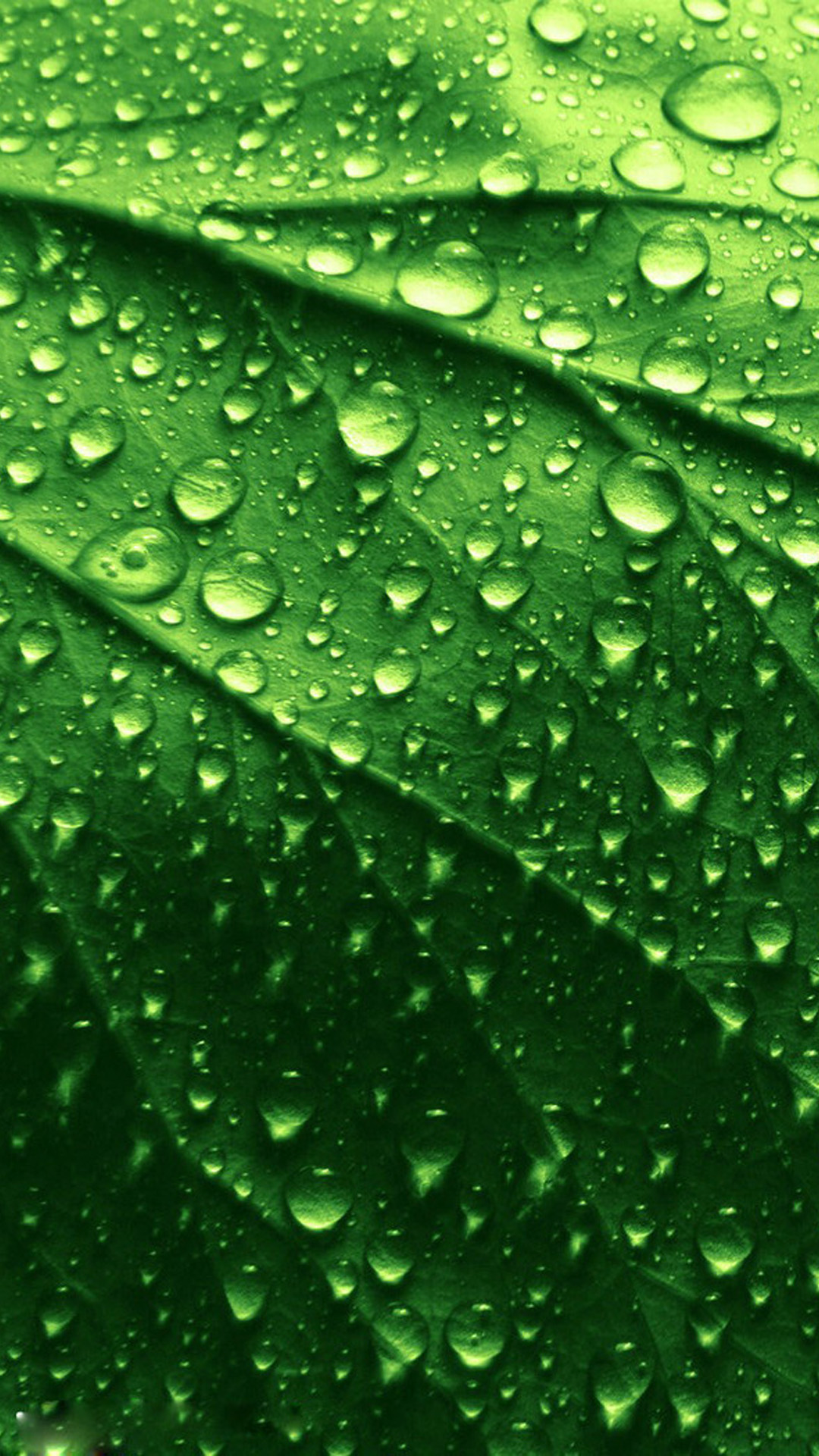 HD Green Leaves And Water Drops iPhone Plus Wallpaper