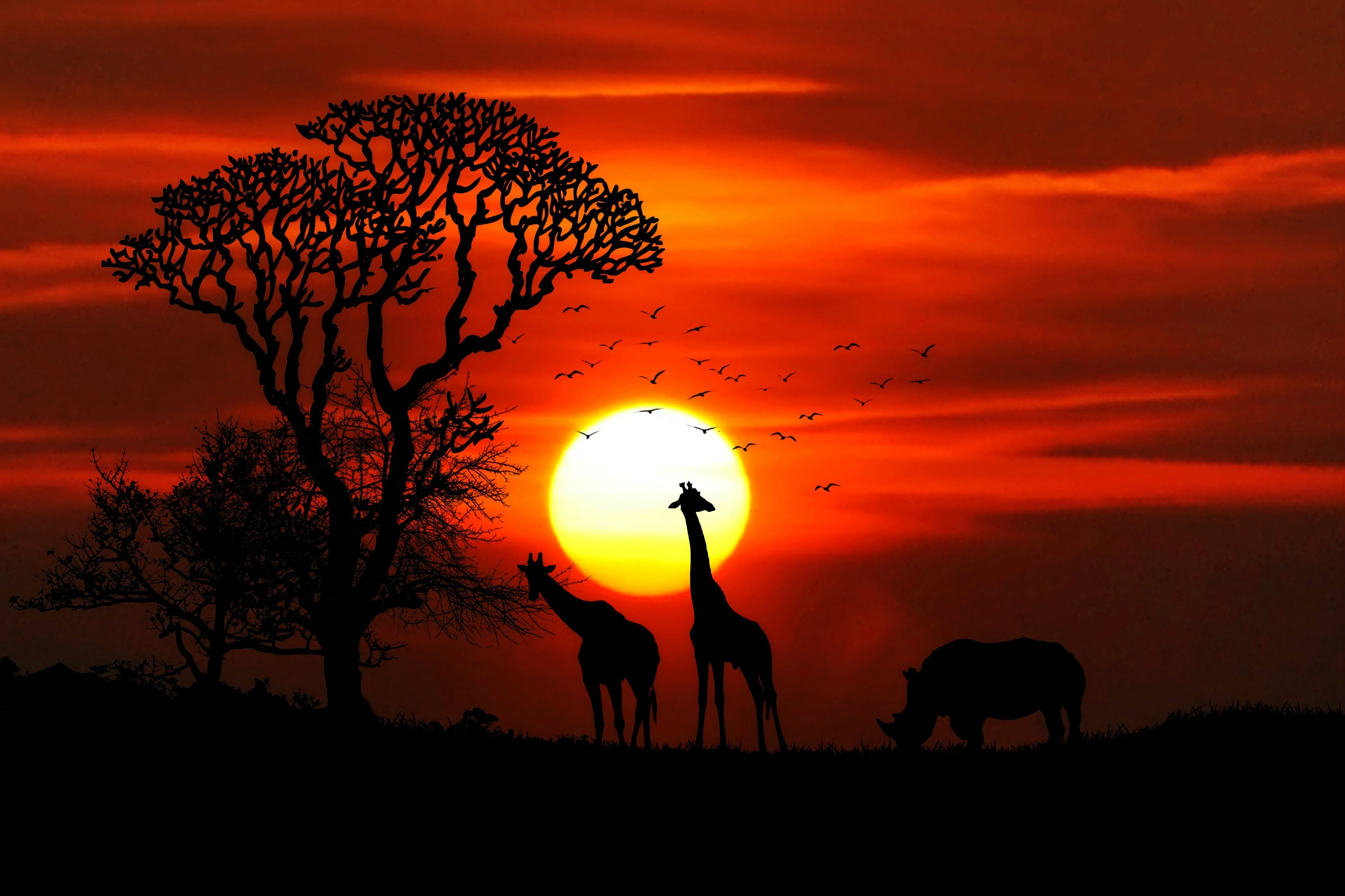 Giraffe Rhino Sunset Red Sky Tree Forest Nature 4k HD Animals Wallpaper