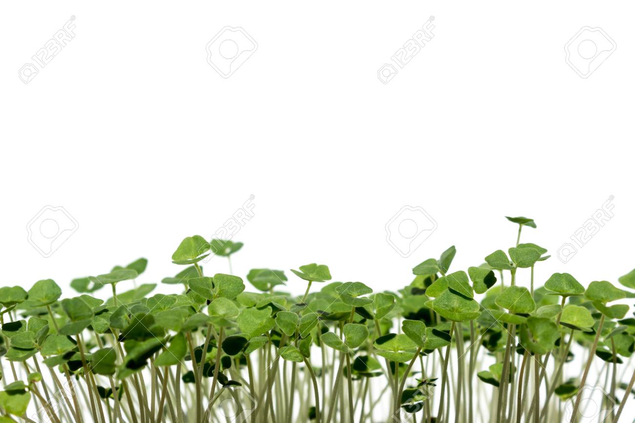 Salvia Hispanica Chia Sprouts Of Seeds On A White
