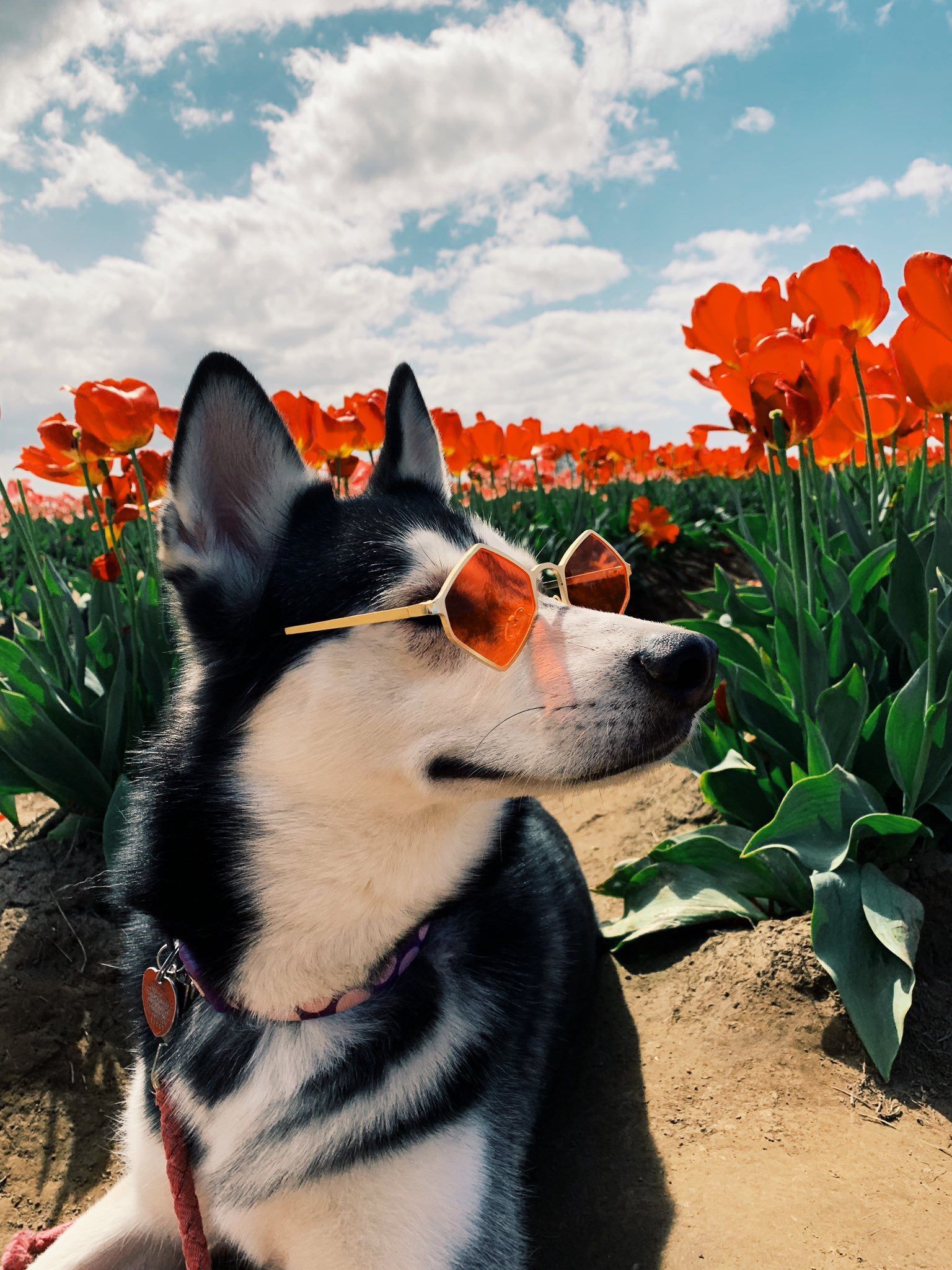 Dog Aesthetic Sunflower Wallpaper On