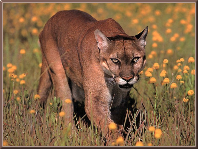 Animal Wallpaper Cougar
