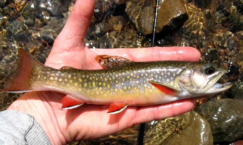 Go Back Gallery For Brook Trout Pictures