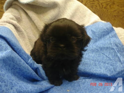 Teacup Shih Tzu Puppy Black Male For Sale HD Wallpaper