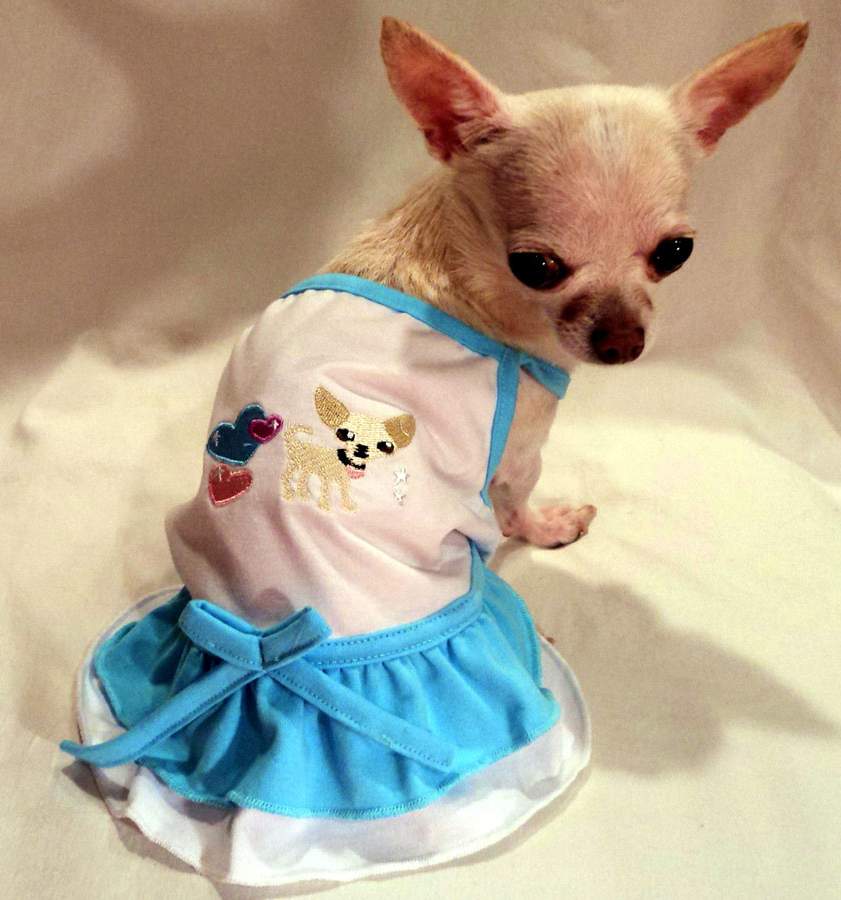 Funny Chihuahua Wears A Dress Puppies Wallpaper Picture