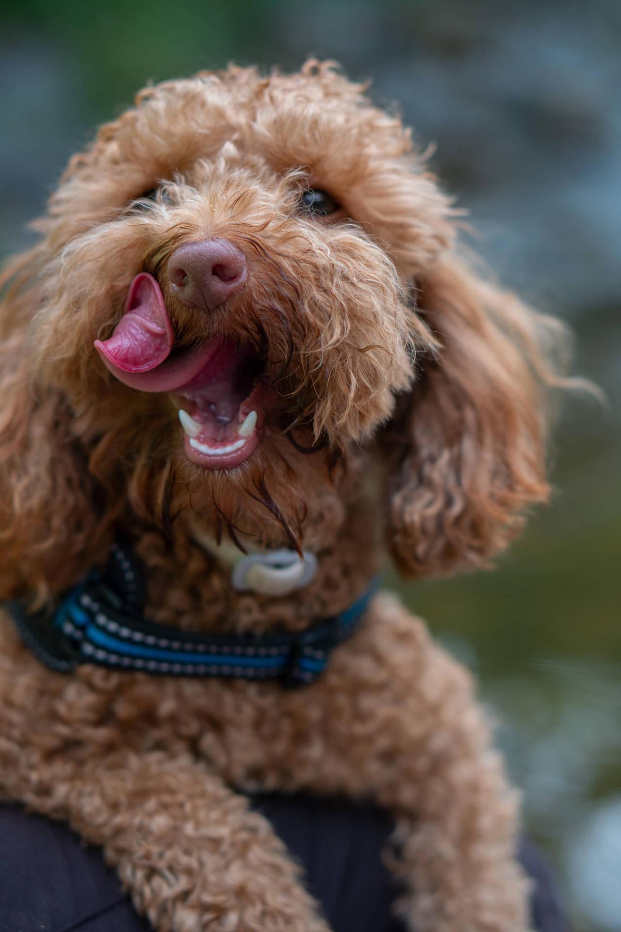 Toy Poodle Licking Face Wallpaper