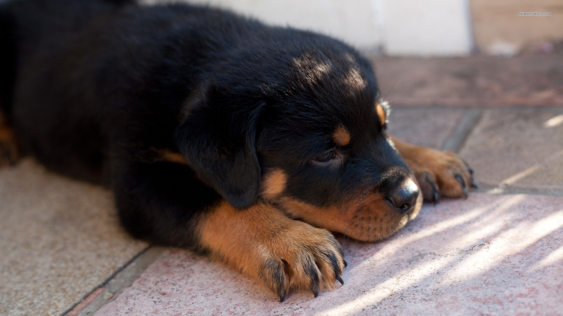 Free download Rottweiler Puppy Dog wallpaper ForWallpapercom [1920x1080