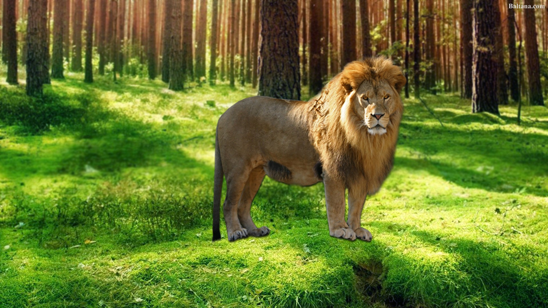 Lion Desktop Wallpaper Baltana