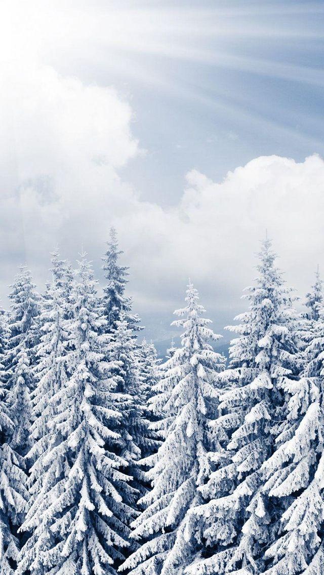 Sun Shine Over Winter Pine Forest iPhone 5s Wallpaper