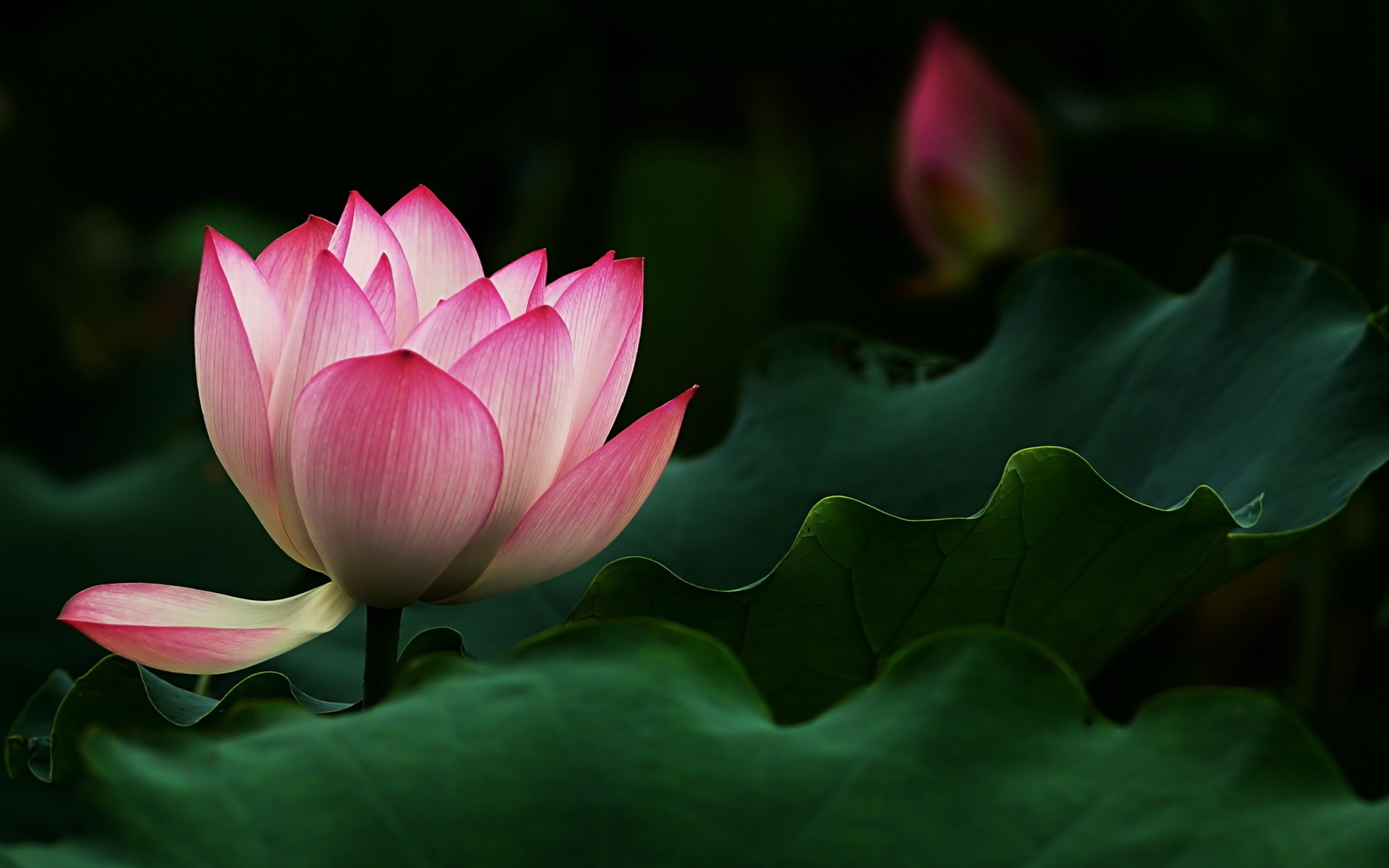 Beautiful Lotus Flower Desktop Pc And Mac Wallpaper