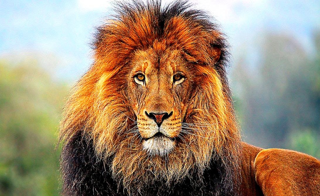 African Lion Desktop HD Wallpaper Records