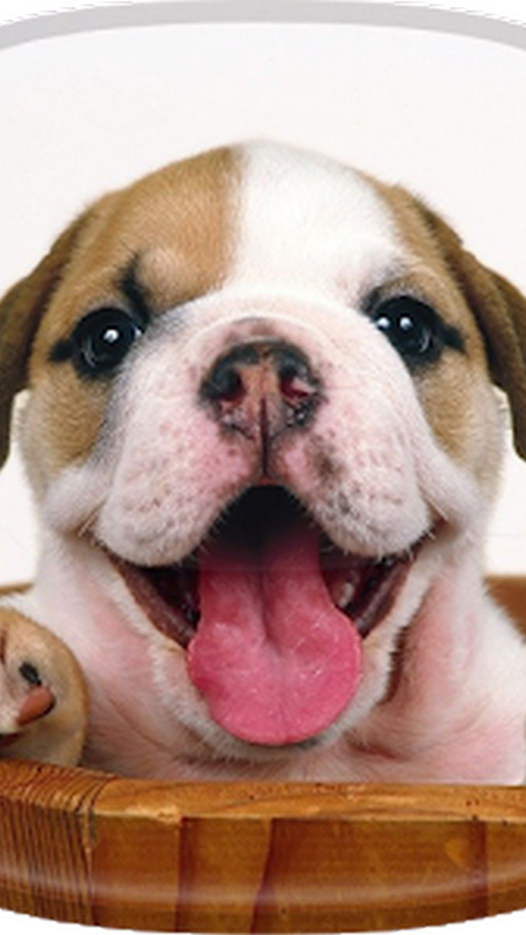 Free download Background Cute Wallpapers Dogs [640x960] for your Desktop, Mobile & Tablet