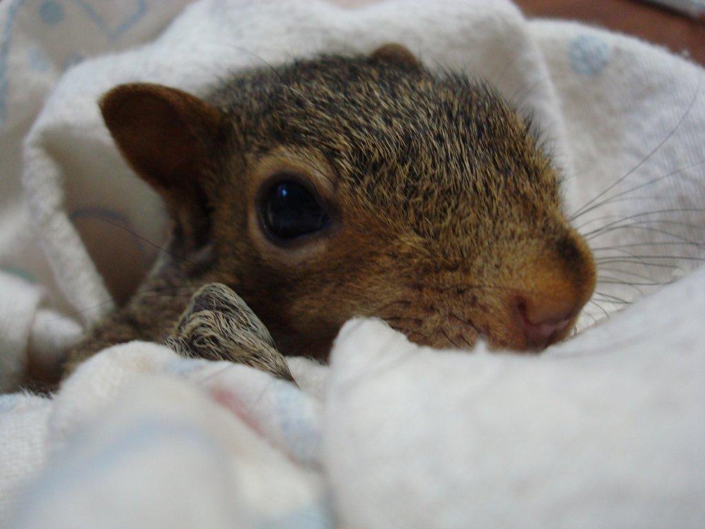 Download Baby Fox Squirrel Nest Baby squirrel 1024x768 0jpg