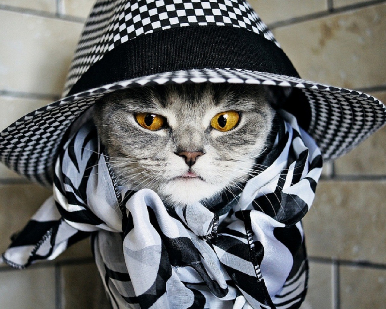 Cat in the Hat   Wallpaper 41960