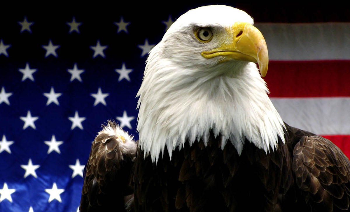 File American Bald Eagle Jpg Wikipedia The Encyclopedia
