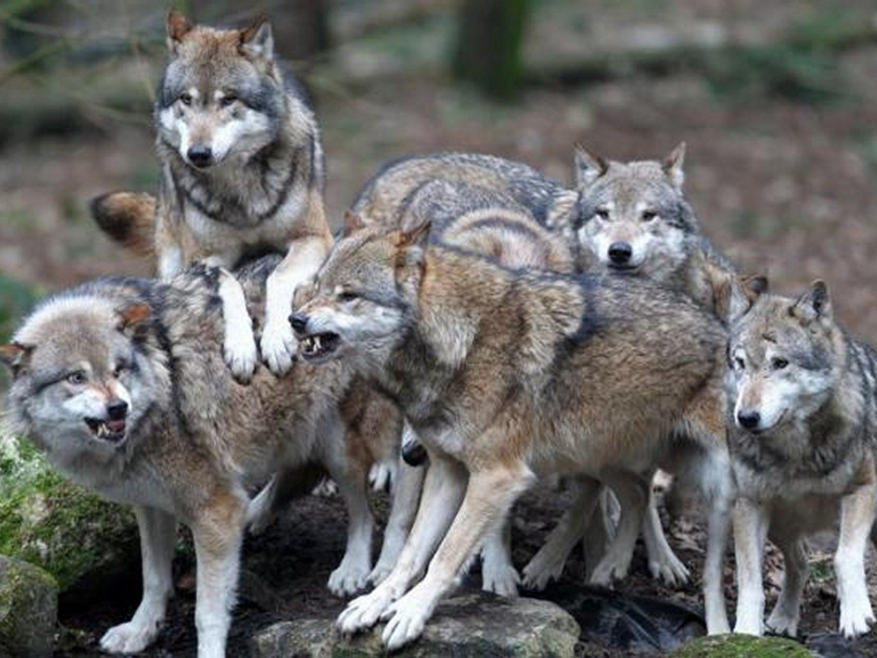 Pack Of Wolves HD Desktop Wallpaper Widescreen High
