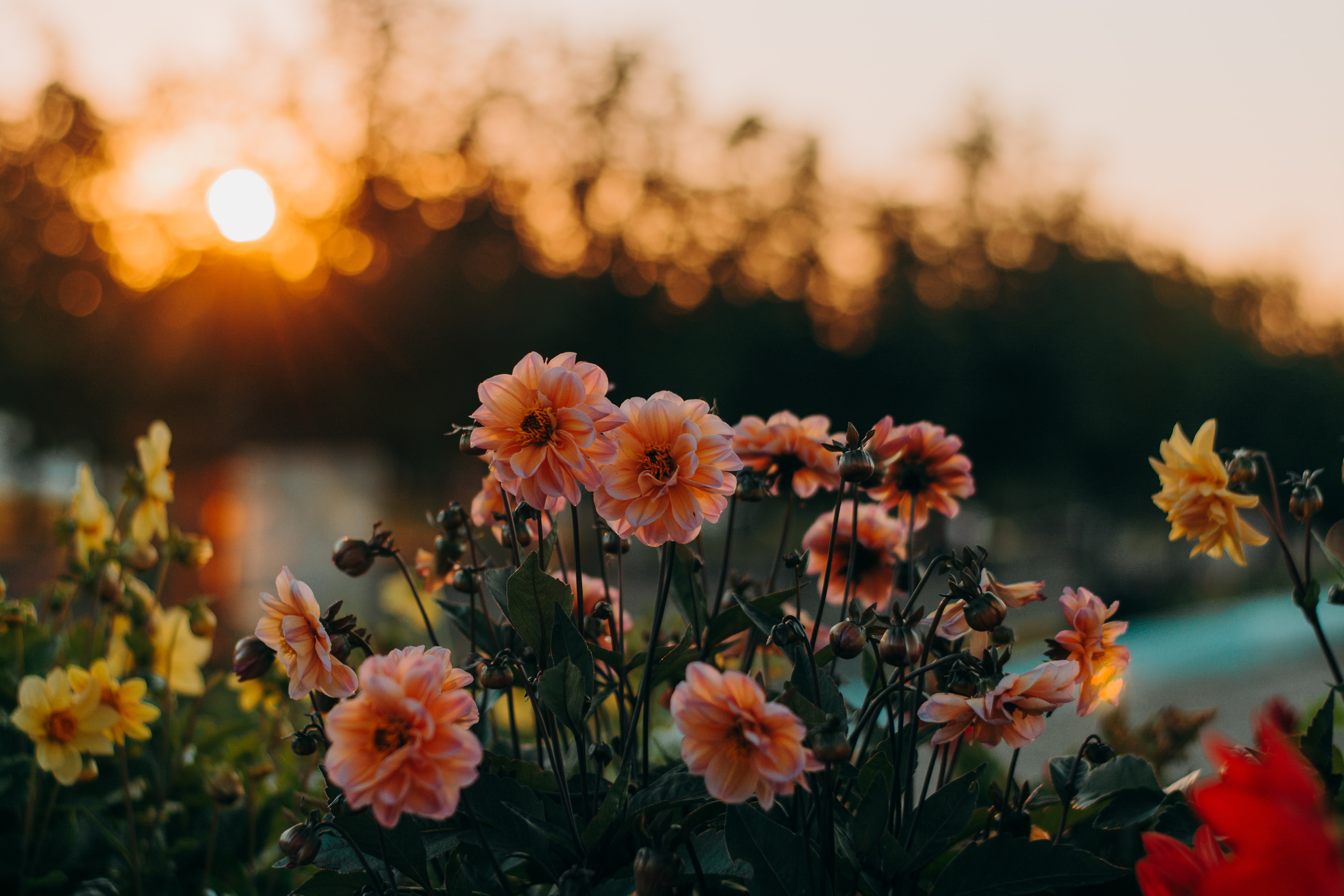 Selected Aesthetic Flower Wallpaper Landscape You Can Use It