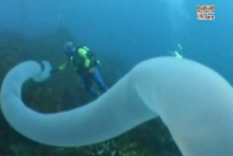 Rare Giant Oarfish Found By Snorkeller Off Californian Coast Abc