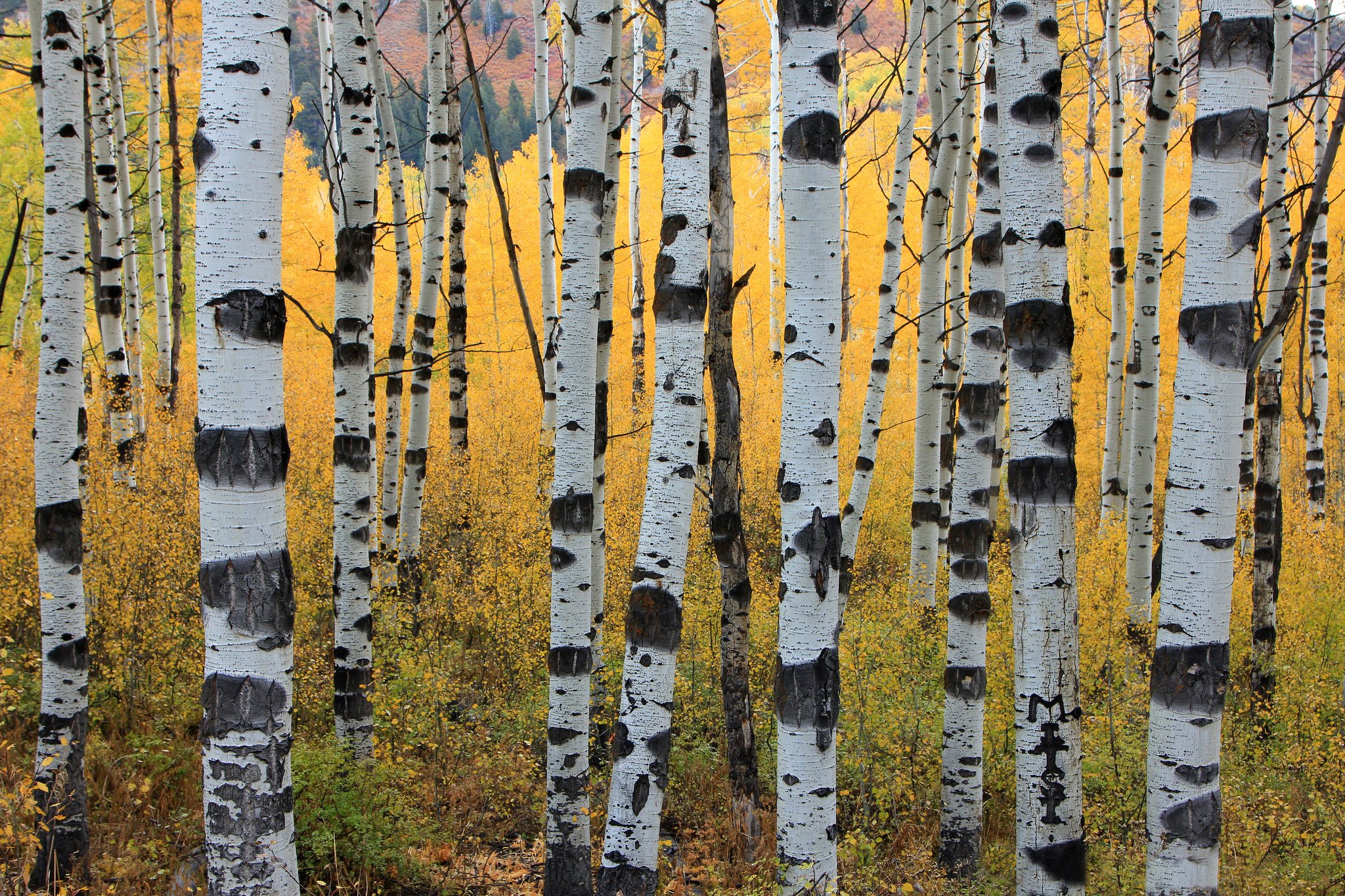 Autumn Aspen Trunks Trees Forest Wallpaper Background