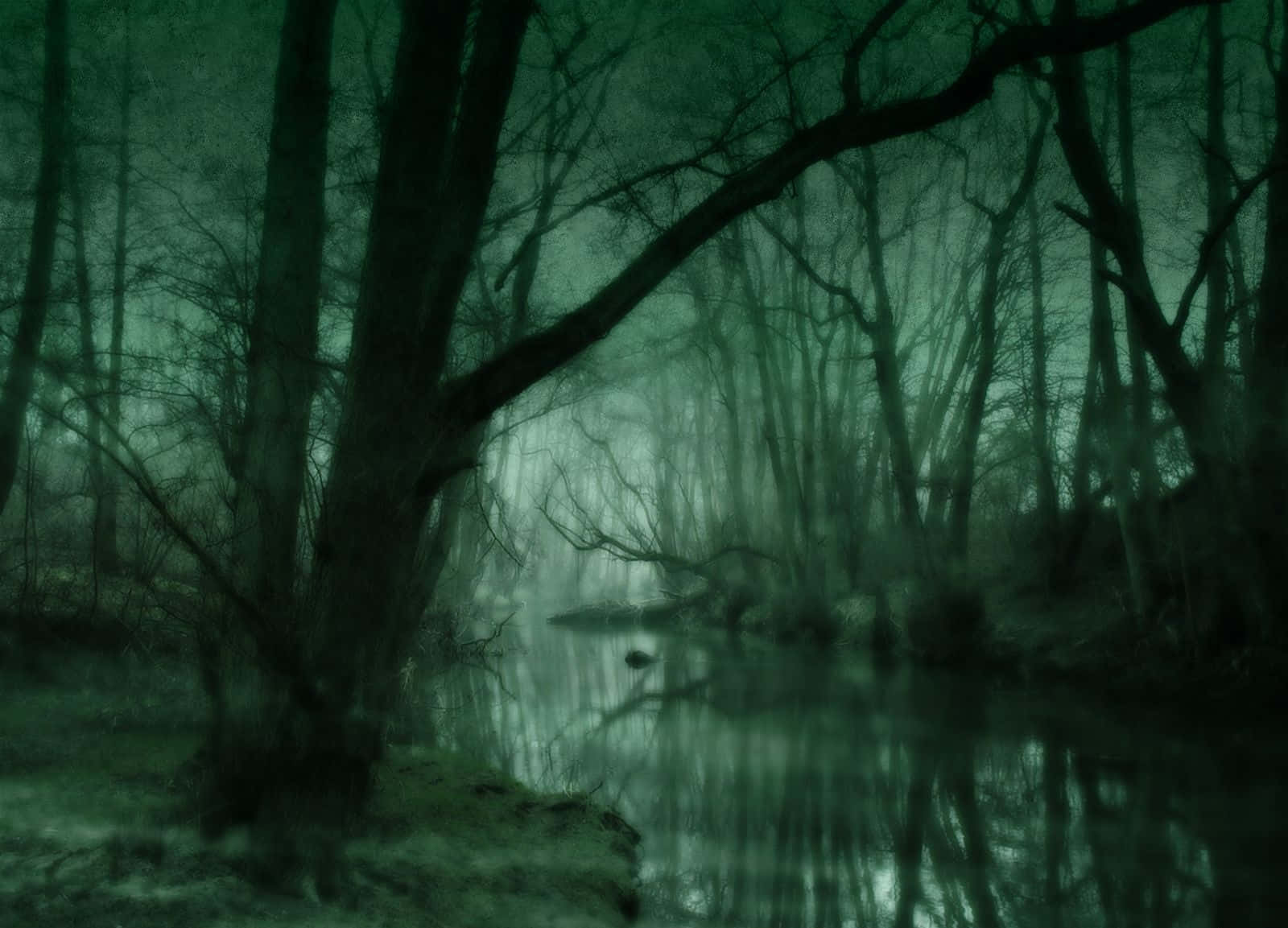 Dark Green Forest Wallpaper