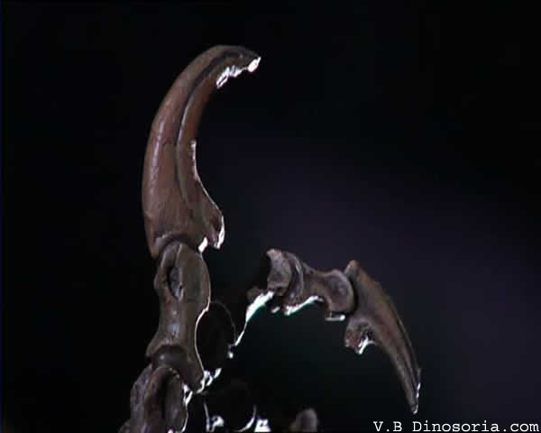 Griffes Fossiles De Velociraptor