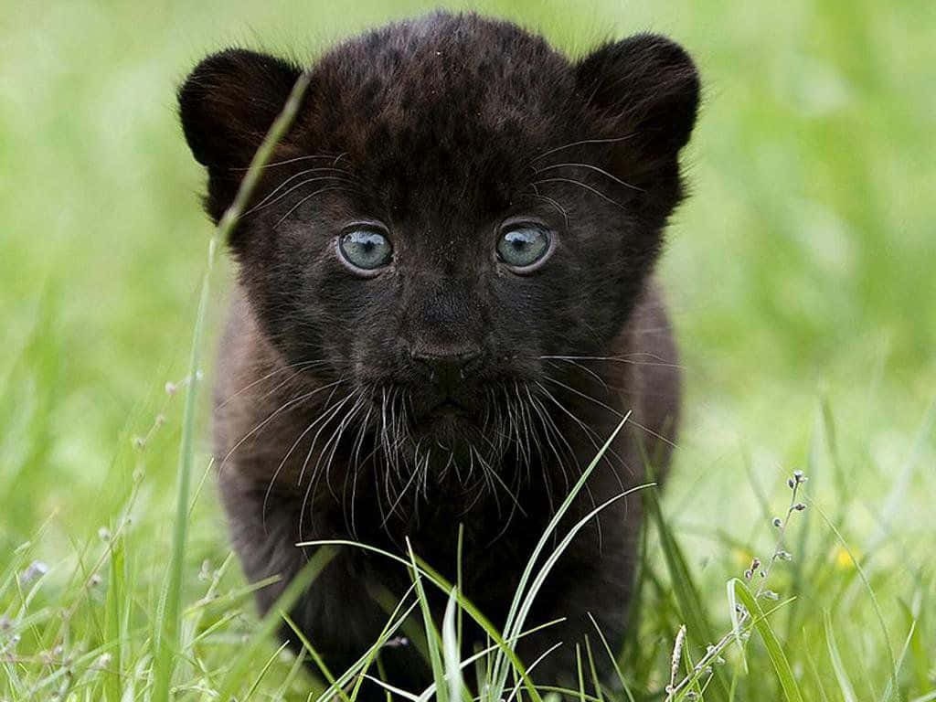 Black Panther Wallpaper