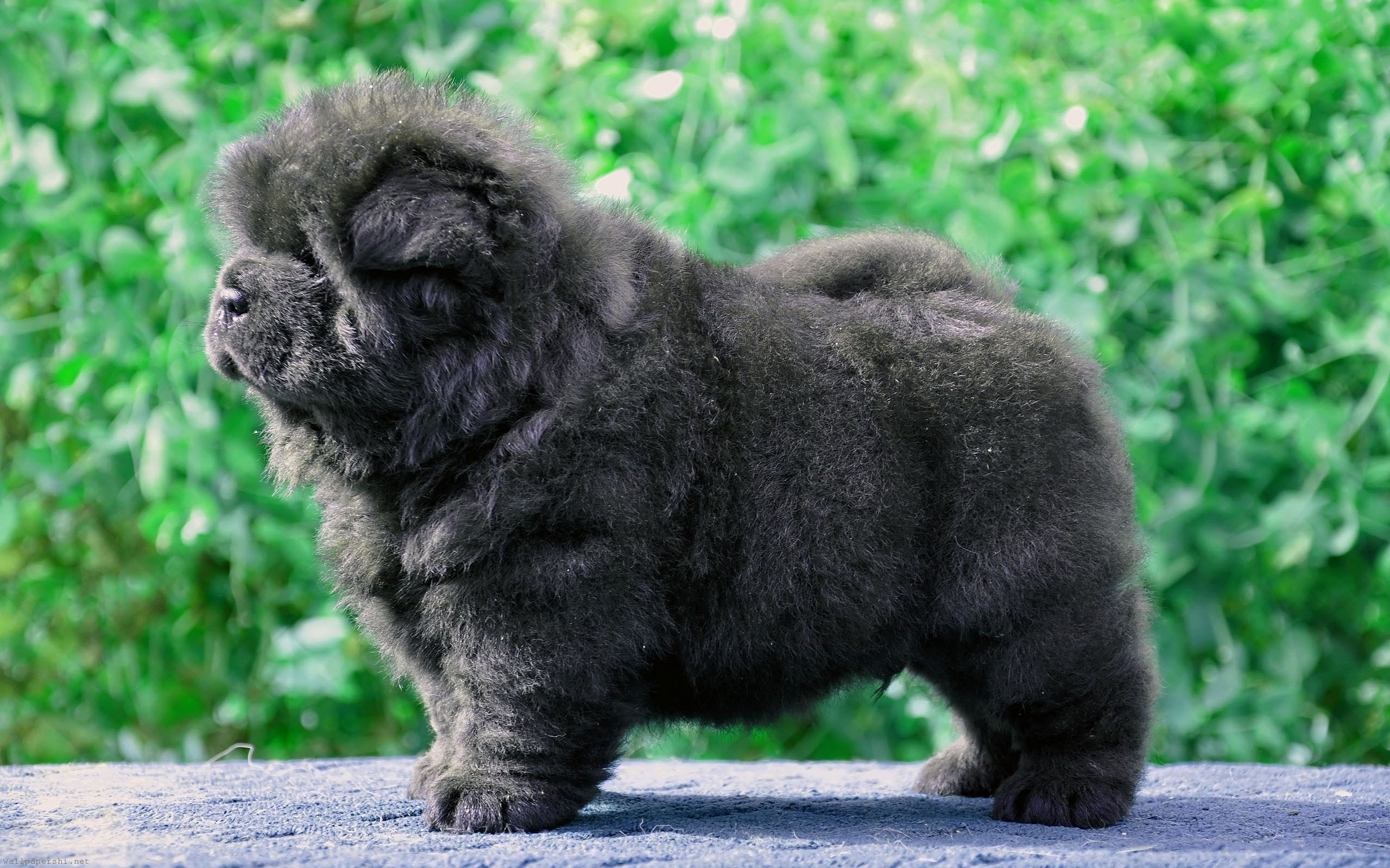 Cute Black Fluffy Puppy Wallpaper Full HD