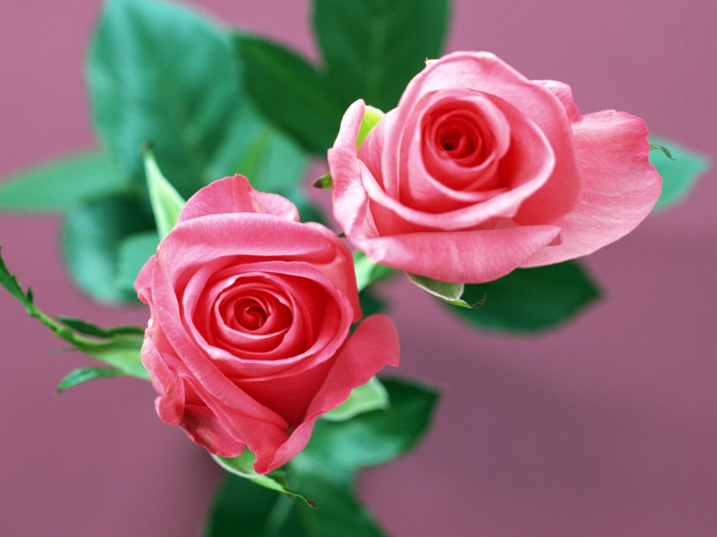 Home Flower Rose Desktop Pc And Mac Wallpaper