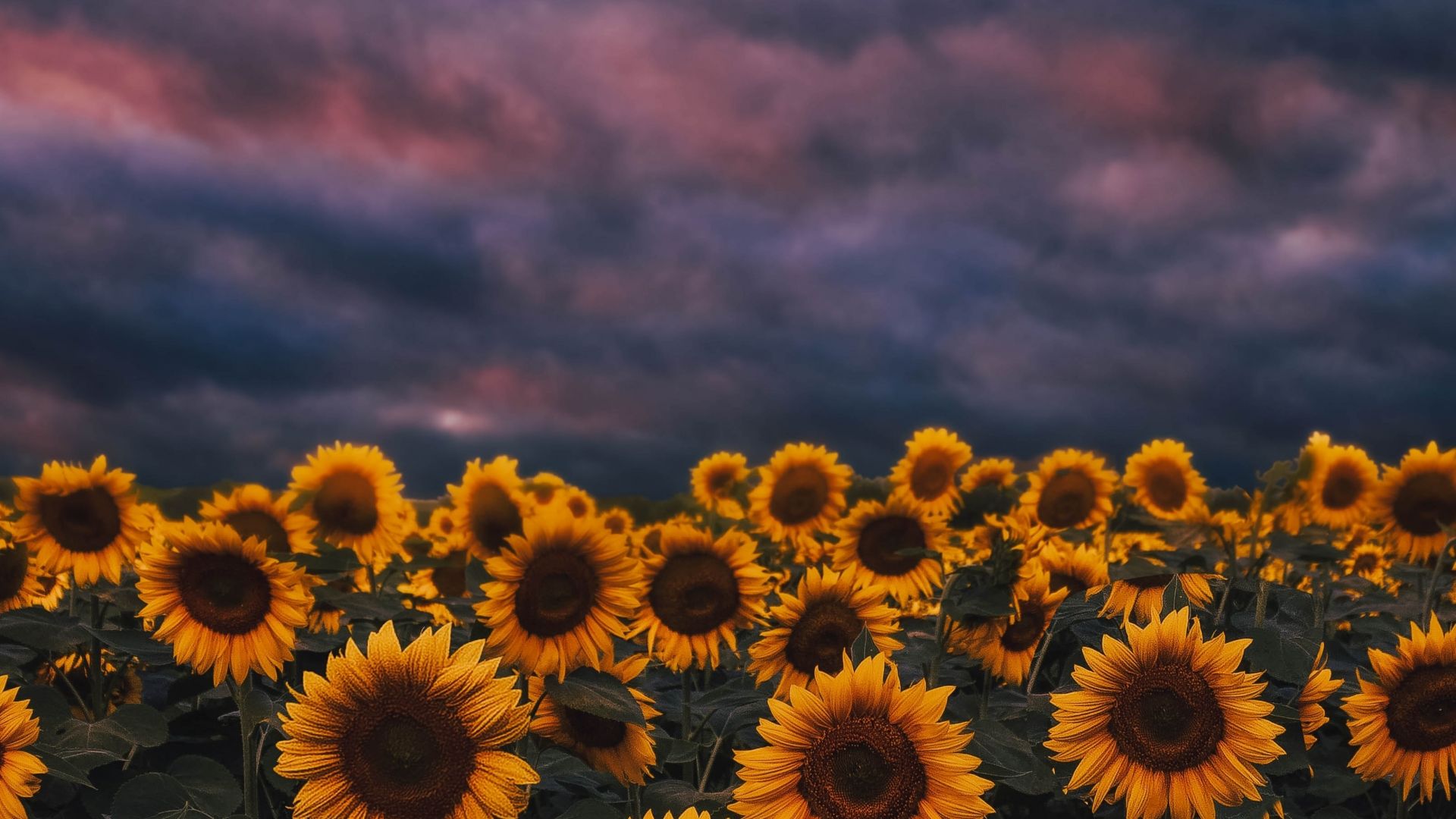 Desktop Wallpaper Sunflower Farm Sunset Cloudy Day HD Image