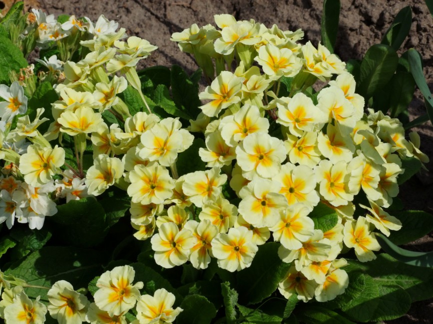 Primrose Flowers Herbs Earth Stock Photos Image HD
