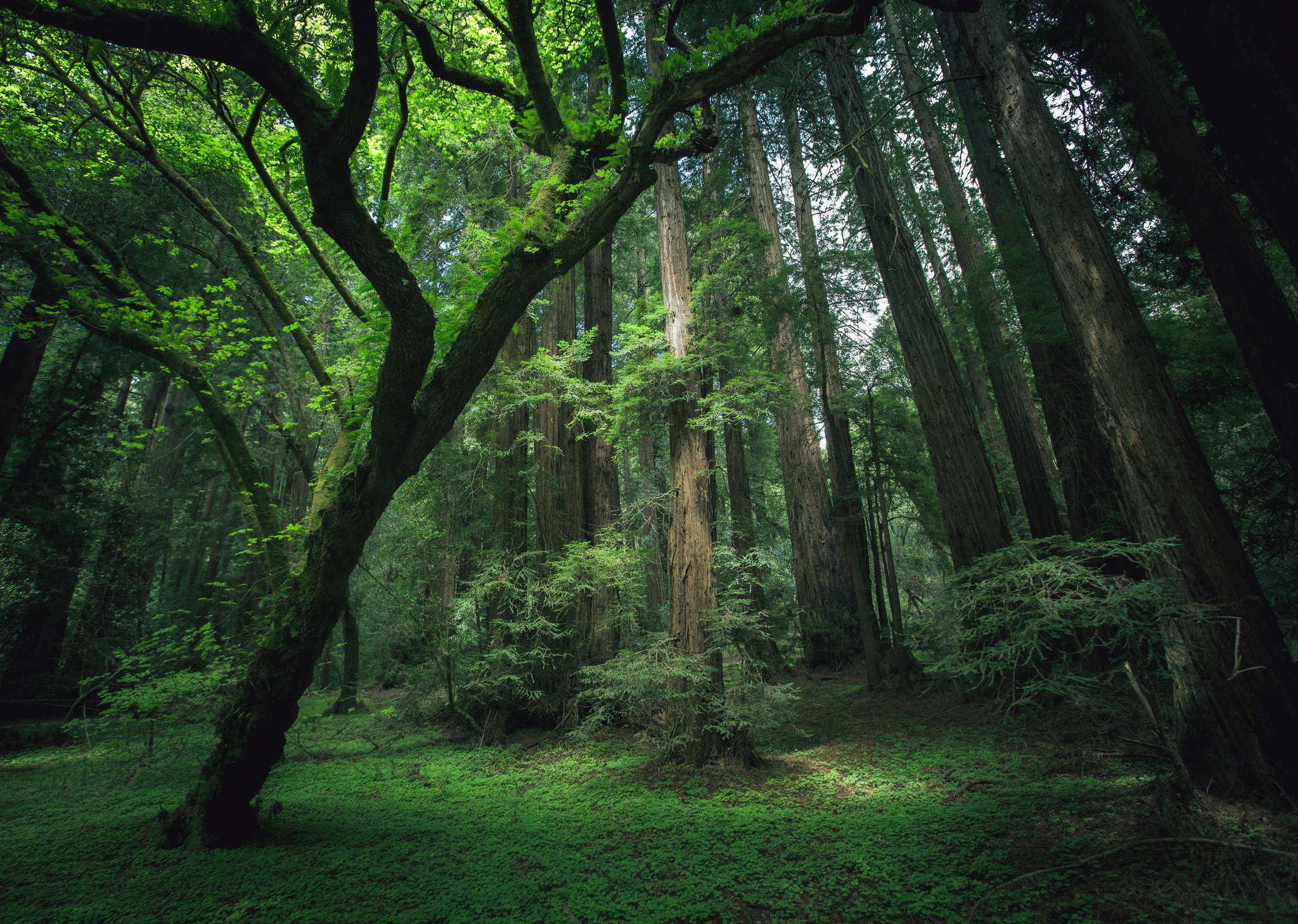 Redwoods Backgrounds And Wallpapers 65 images