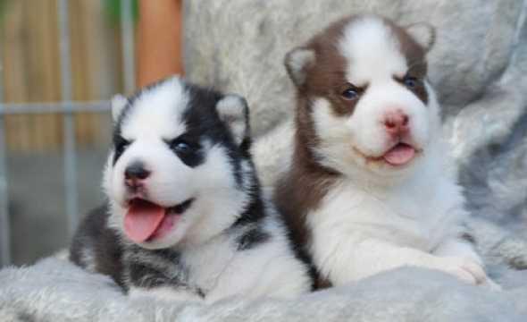 Cute Siberian Husky Puppies Photos Pictures Puppy