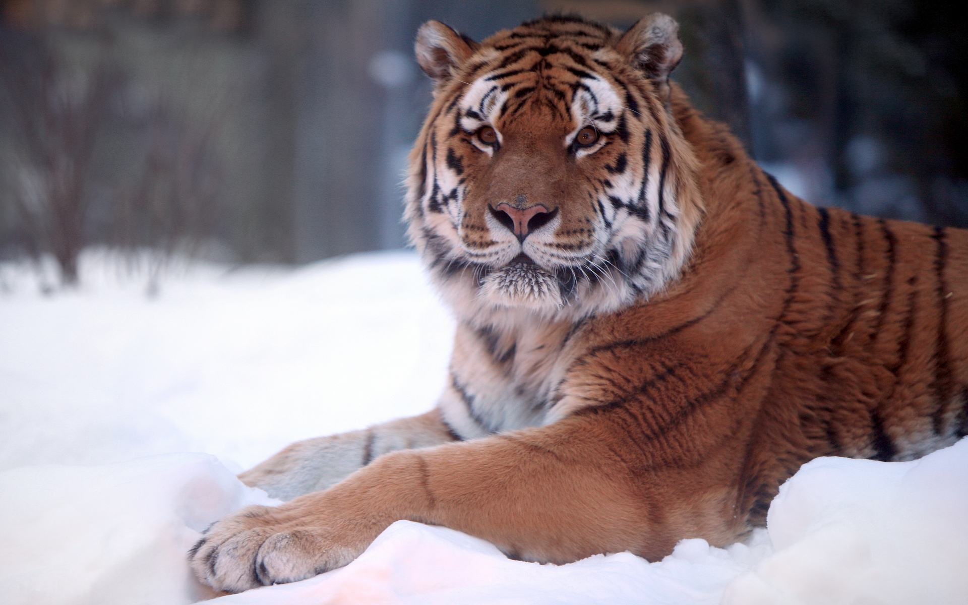 Tiger Snow Wide Wallpaper HD