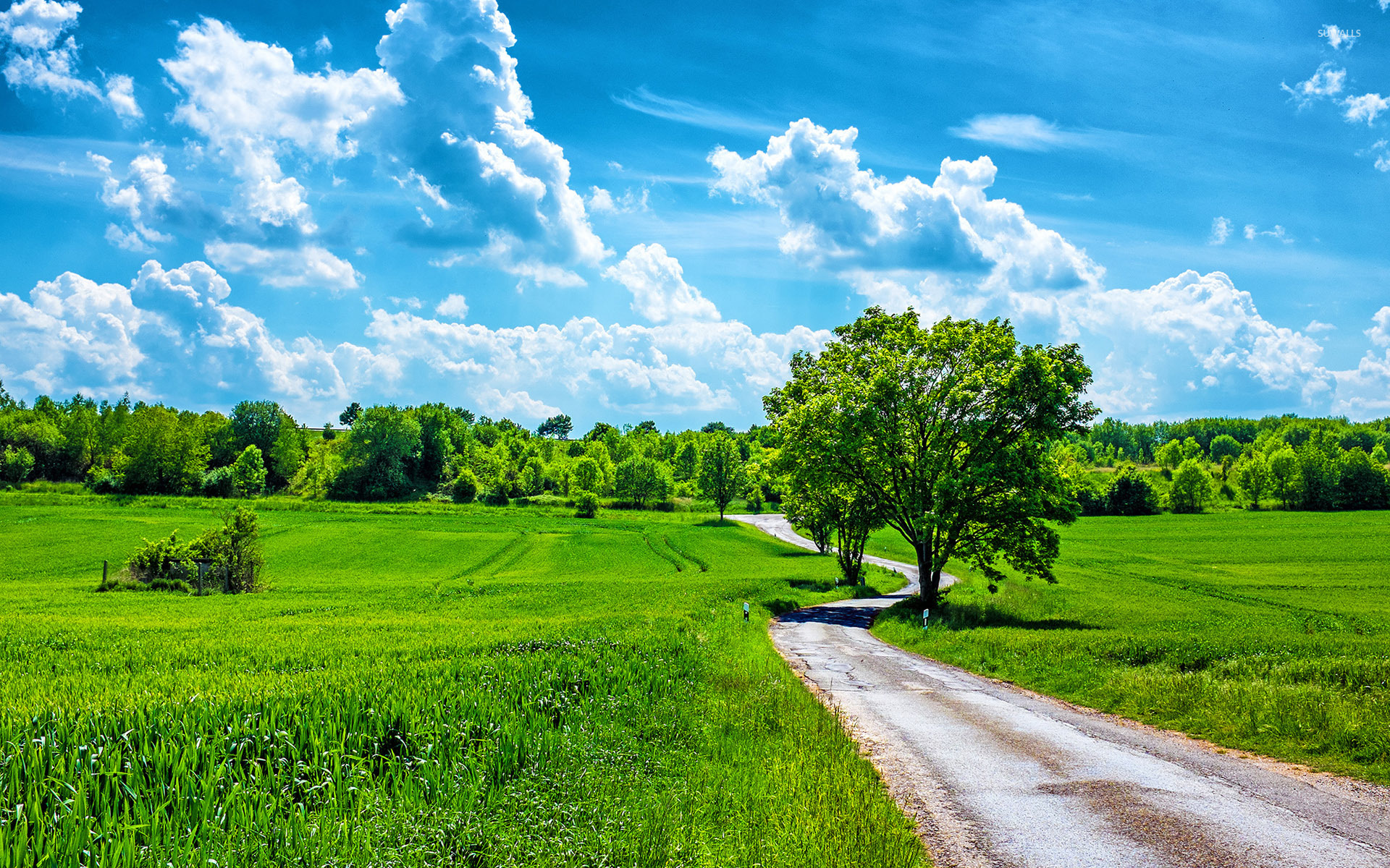 Summer landscape with green fields and trees. A scenic view of a countryside road winding through vibrant green fields under a bright blue, cloudy sky. Lush trees line the path, creating a picturesque summer scene perfect for a wallpaper