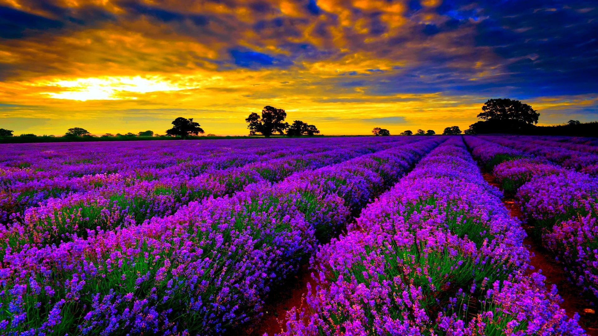 Most Beautiful Field Of Lavender Flowers Widescreen Desktop
