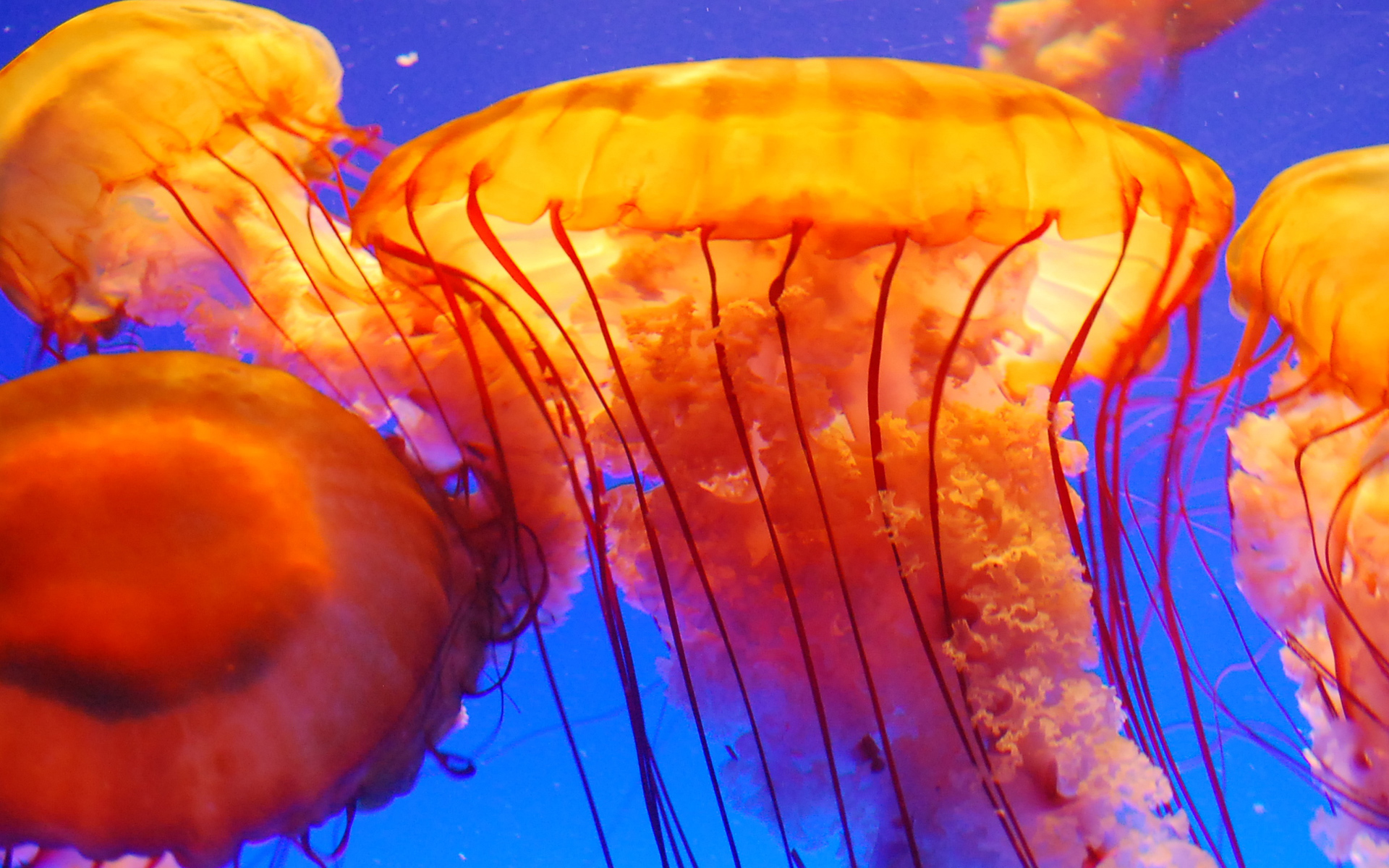 Box Jellyfish Wallpaper