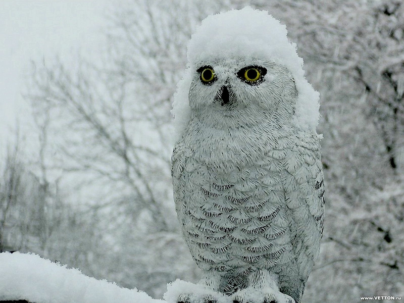 bird nature Snowy Owl Wallpaper