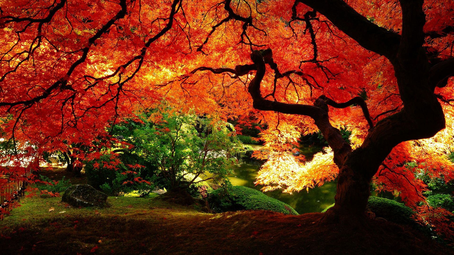 Beautiful Autumn Trees Wallpaper Image Pictures Becuo