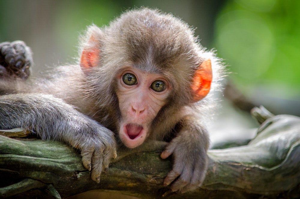 Best Monkey Pictures HD Image Stock