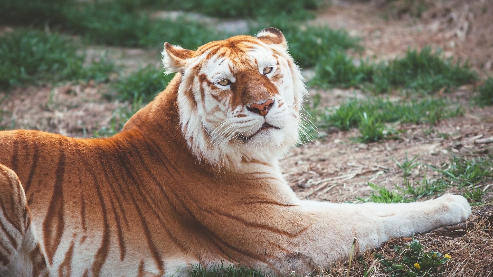Cats Cat Tiger Predator Wild Rest Grumpy Wallpaper HD For