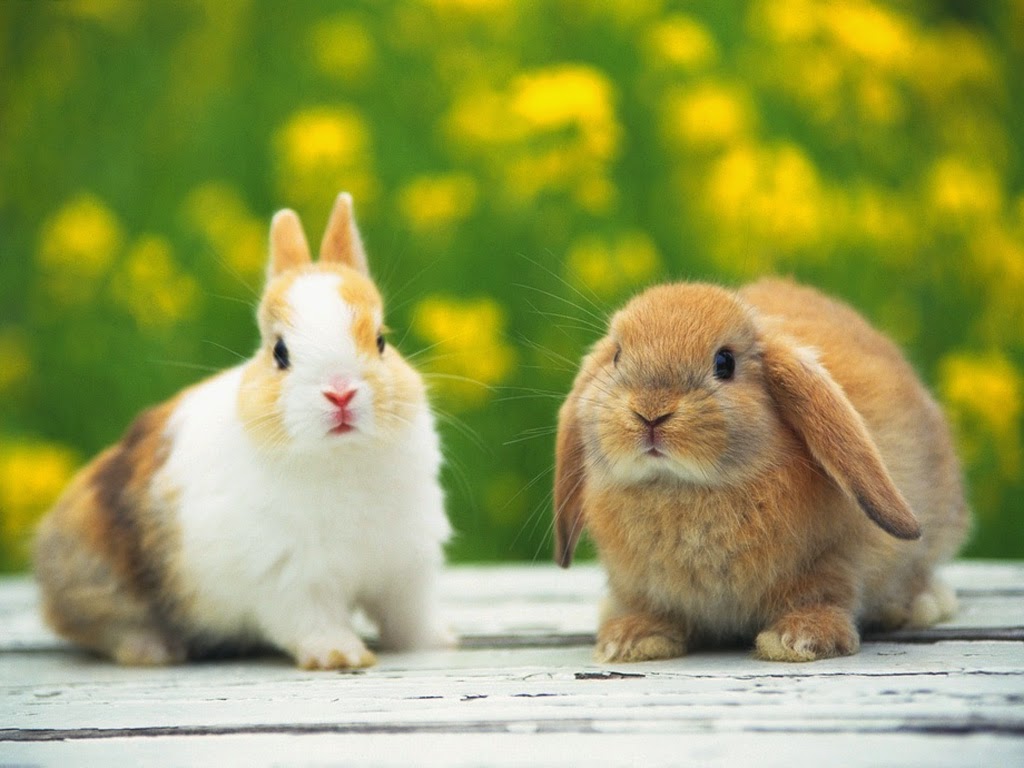 Lovable Image Rabbits Pictures Beautiful