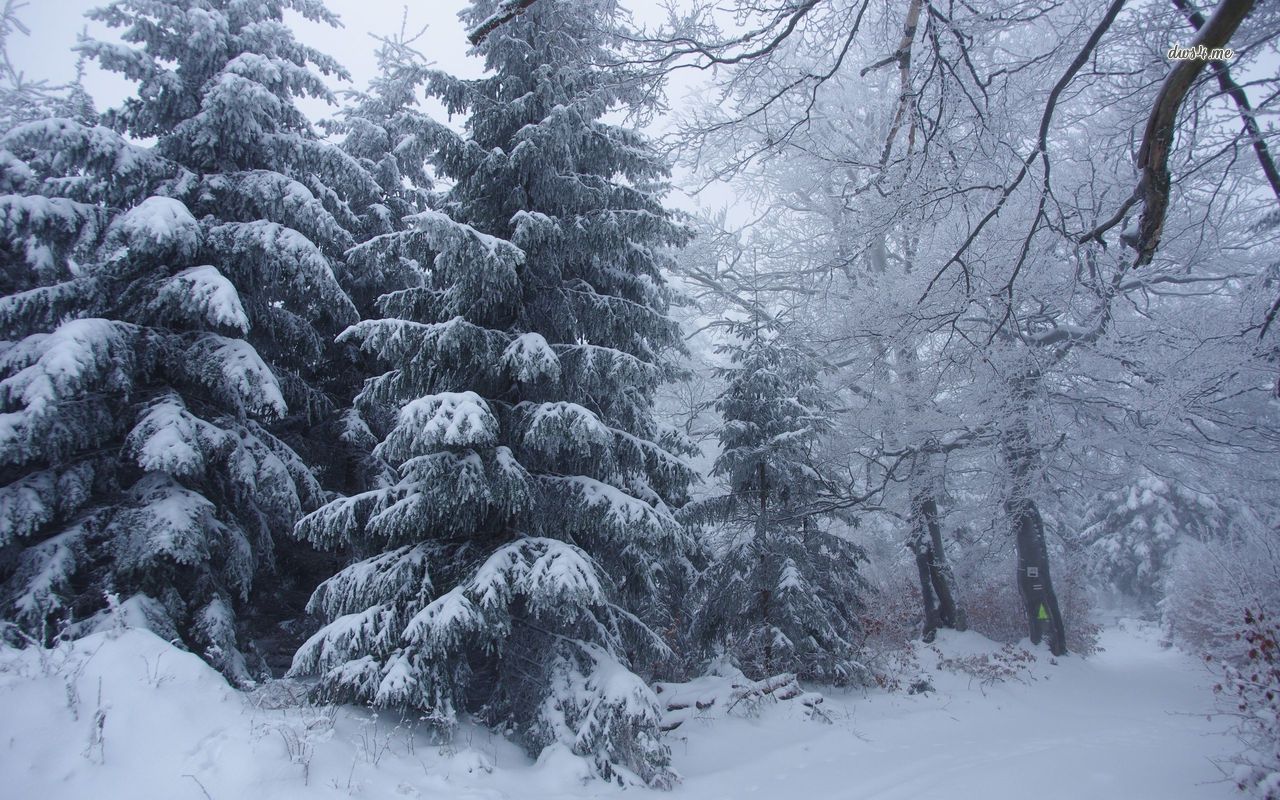 Snowy pine trees wallpaper   Nature wallpapers   23784