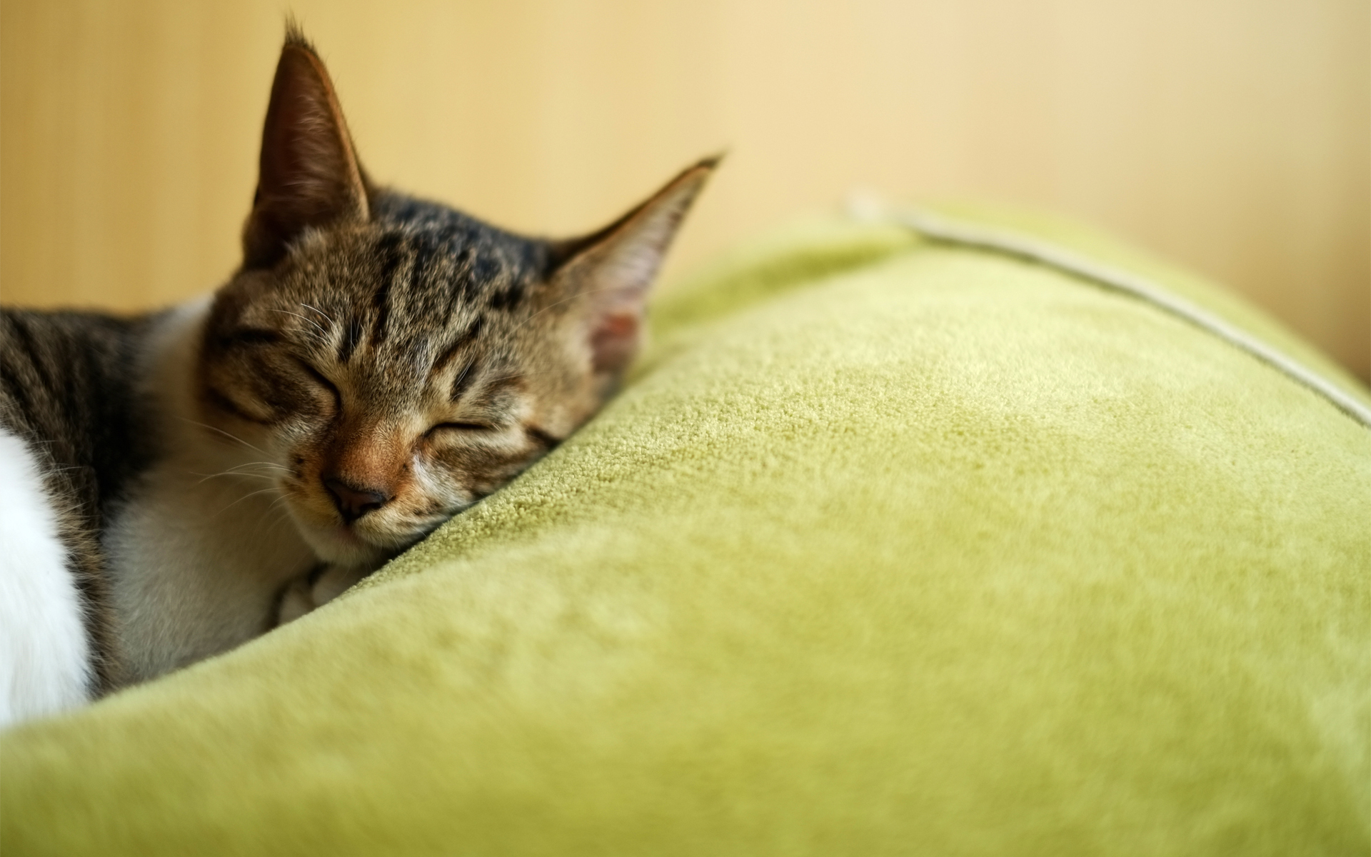 Cat Asleep Wallpaper