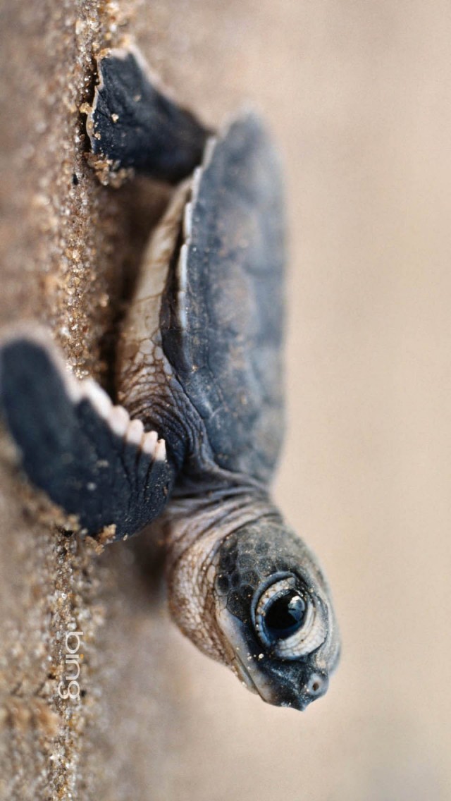 Cute Turtle iPhone Wallpaper And