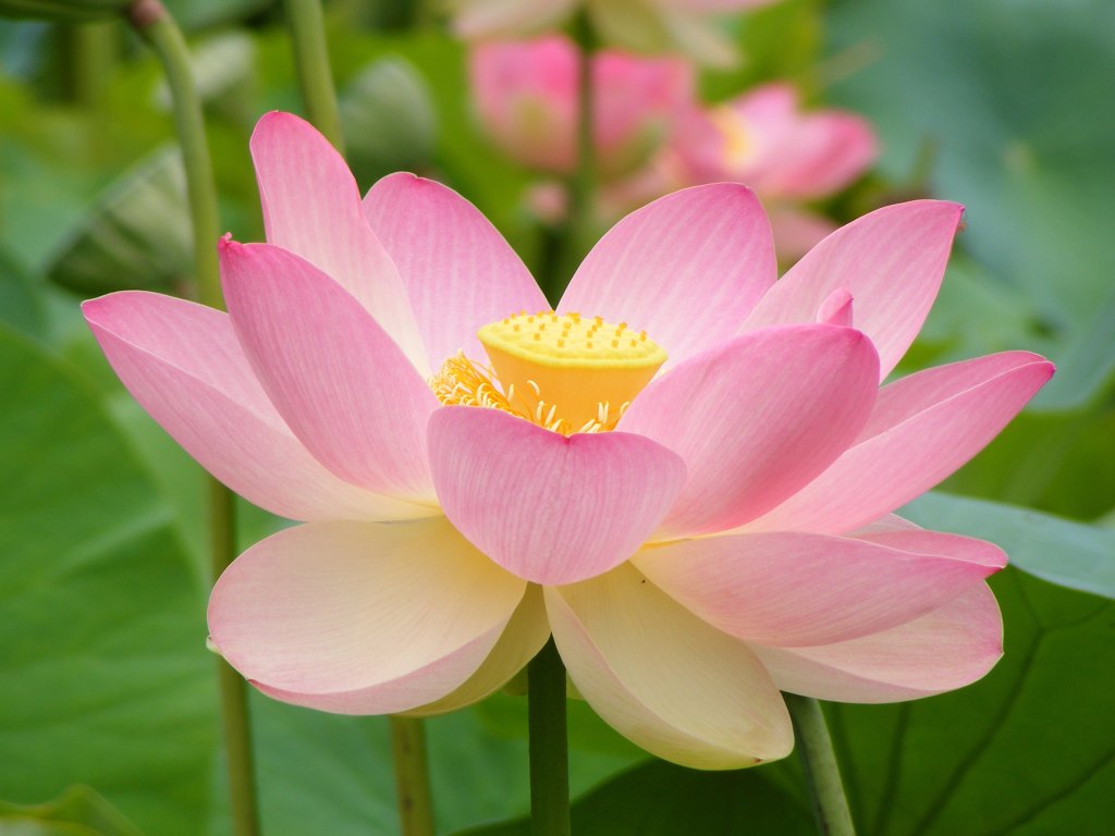 Pink Lotus Flower Wallpaper Splendid HD