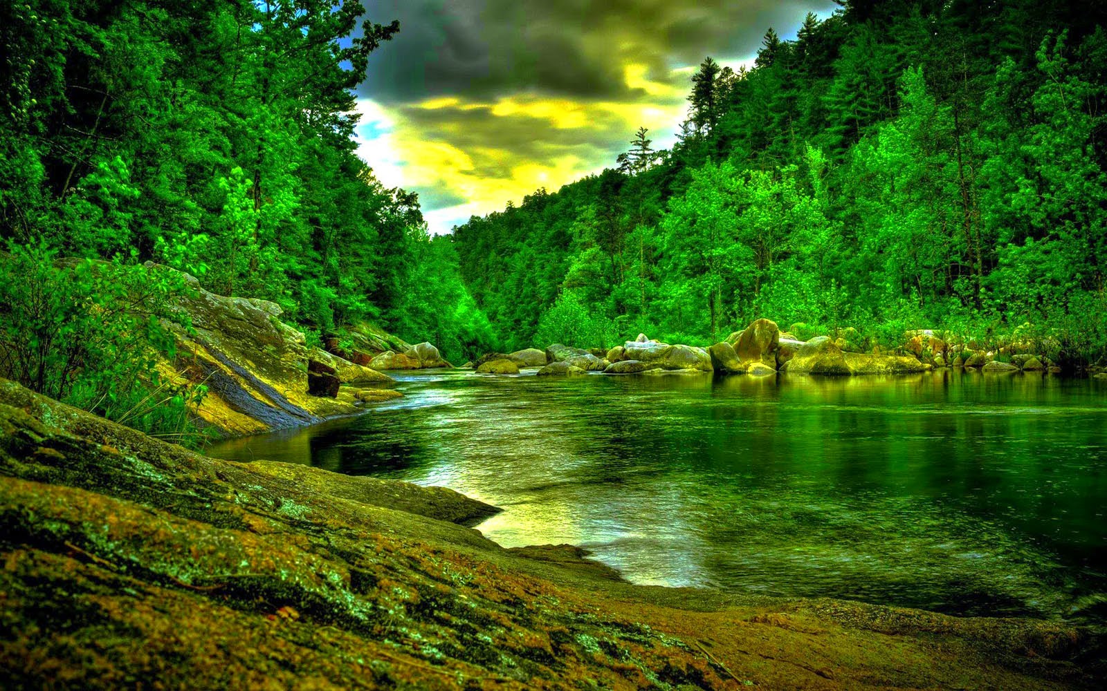Rainforest 2bwallpaper Wallpaper