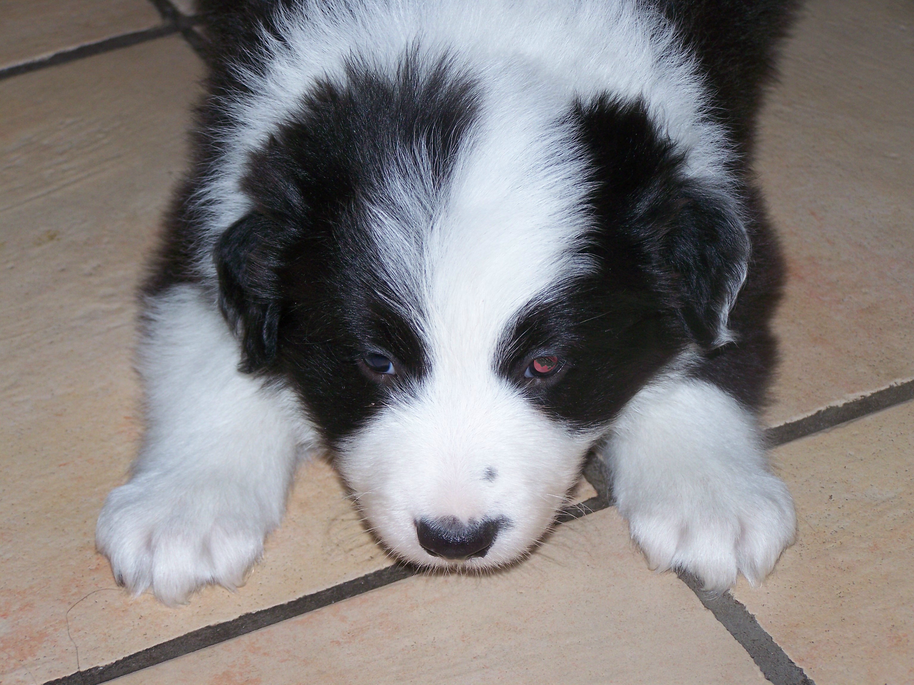 Black And White Border Collie Puppy At Weeks